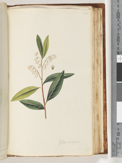 Side 151. Elaeocarpus af Unknown artist