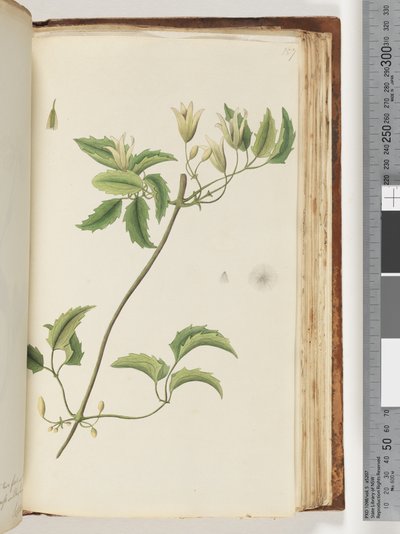 Side 157. Uidentificeret plante af Unknown artist