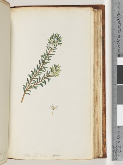 Side 159. Westringea rosmariniformis af Unknown artist