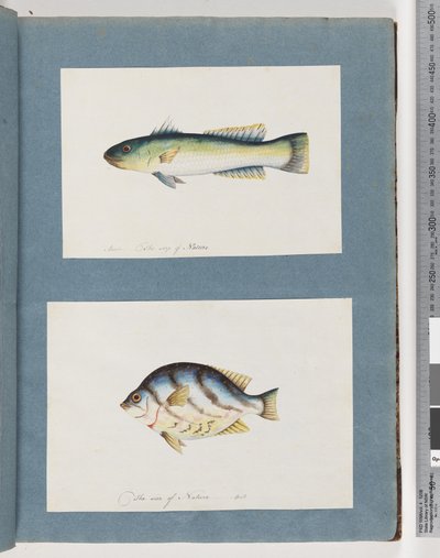 Page 15. Unidentified fish 16. Unidentified fishdani af Unknown artist