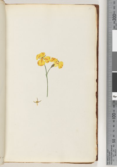 Page 15. Unidentified plantdani af Unknown artist
