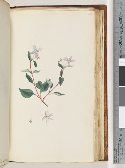 Side 160. Uidentificeret plante af Unknown artist