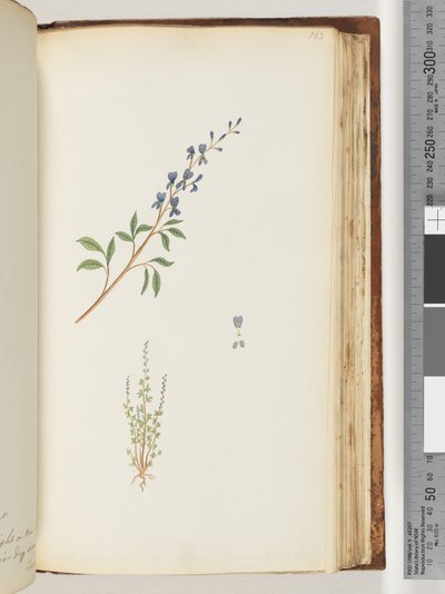 Side 163. Uidentificeret plante af Unknown artist