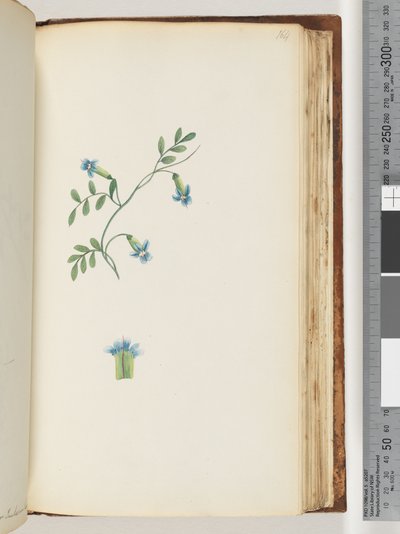 Side 164. Uidentificeret slyngplante af Unknown artist