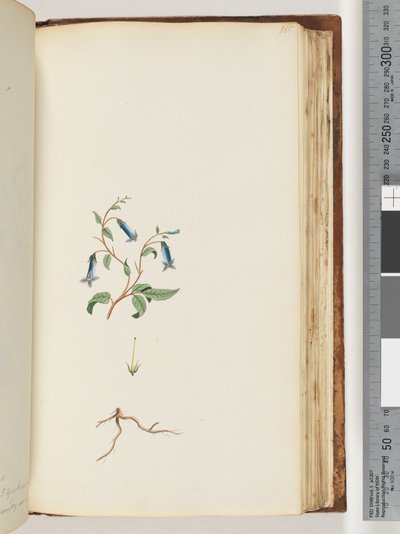 Side 165. Uidentificeret plante af Unknown artist