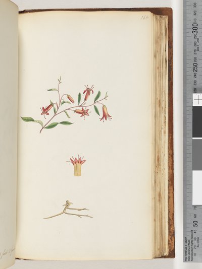 Page 166. Unidentified plantdani af Unknown artist