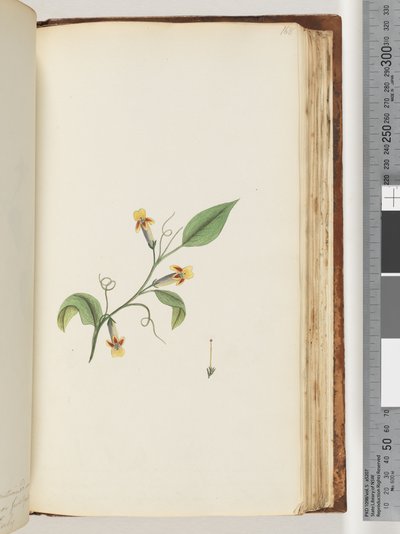 Side 168. Uidentificeret plante af Unknown artist