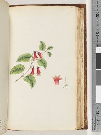 Side 169. Unavngivet Blomstrende Plante af Unknown artist