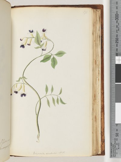 Side 171. Bignonia australis H.K af Unknown artist
