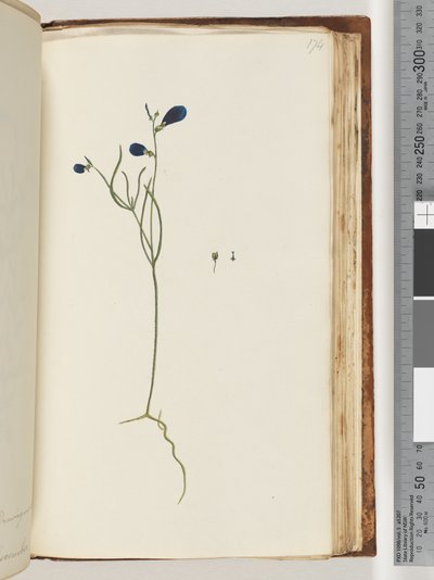Side 174. Uidentificeret plante af Unknown artist