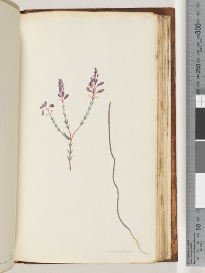 Side 175. Comasperni af Unknown artist