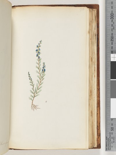 Side 176. Uidentificeret plante af Unknown artist