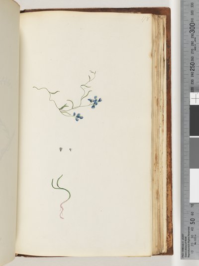 Page 178. Unidentified plantdani af Unknown artist
