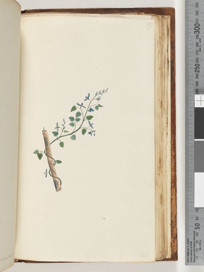 Side 179. Uidentificeret plante af Unknown artist