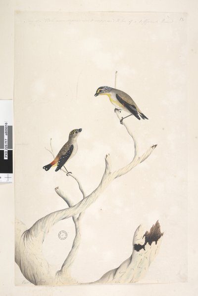 Side 17. Pardalotus. langs overkanten i forskellig hånd august. Begge tegnet naturlig størrelse. tilføjet i tredje hånd og formodes at være af en anden art Plettet Pardalote og øststribet Pardalote Pardalotus punctatus og Pardalotus striatus Pardalotus orn af Unknown artist