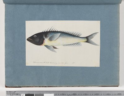 Side 17. Uidentificeret fisk (akvarel på papir) af Unknown artist