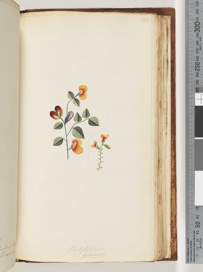 Side 180. Platylobium formosum / Smuk Fladært af Unknown artist