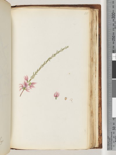 Page 188. Unidentified plantdani af Unknown artist
