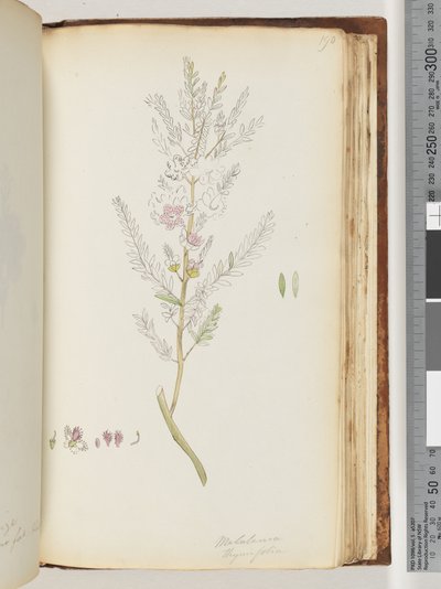Page 190. Melaleuca thymifolia / Thyme Honey, myrtledani af Unknown artist