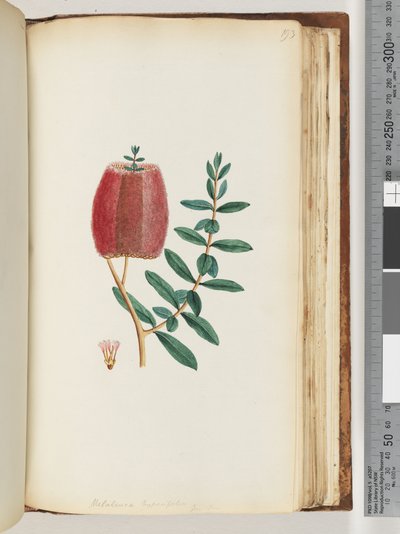 Side 193. Melaleuca hypericifolia /Rød honningmyrte af Unknown artist