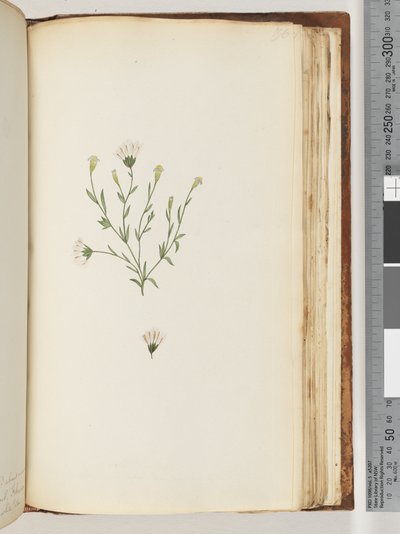 Page 196. Unidentified plantdani af Unknown artist
