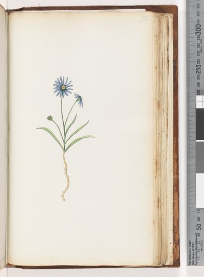 Side 198. Uidentificeret plante af Unknown artist
