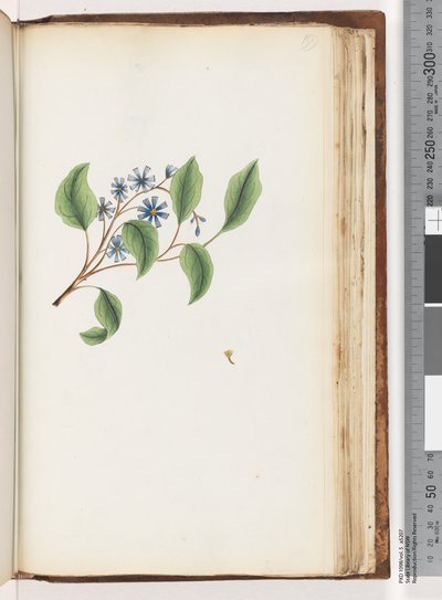 Side 199. Uidentificeret plante af Unknown