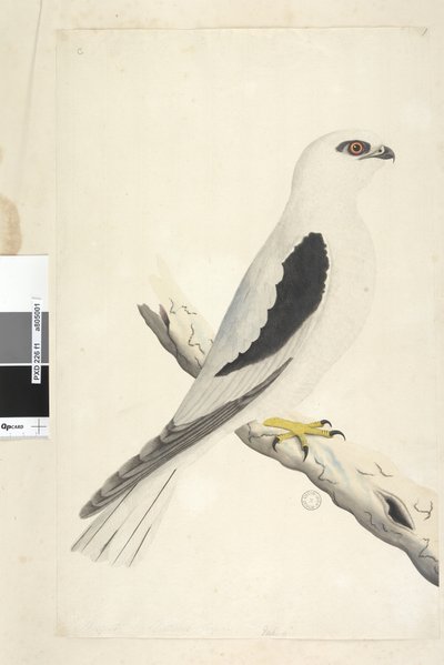 Side 1. Falco, set i Augustat nederst til venstre i anden hånd August naturlig størrelse. Sort, skulderdrage Elanus axillaris Elanus notatus, 1791-92 af Unknown artist