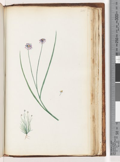 Page 201. Unidentified plantdani af Unknown artist