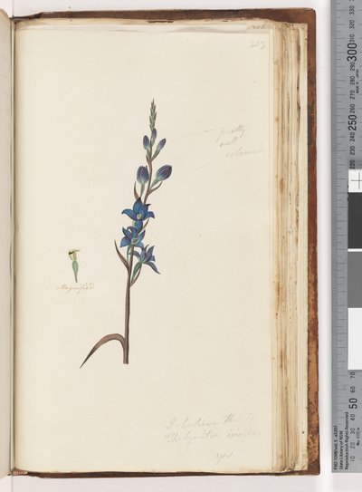 Side 203. Jeg tror, det er Thelymitra ixioides / Spotted Sun Orchid af Unknown