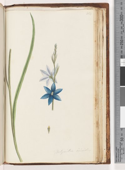Page 204. Thelymitra ixiodes / Spotted Sun Orchiddani af Unknown artist