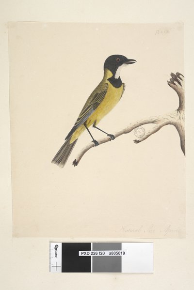 Side 20. Naturlig størrelse. April Golden Whistler Pachycephala pectoralis, han, 1791-92 af Unknown artist
