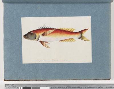 Side 20. Uidentificeret fisk af Unknown artist