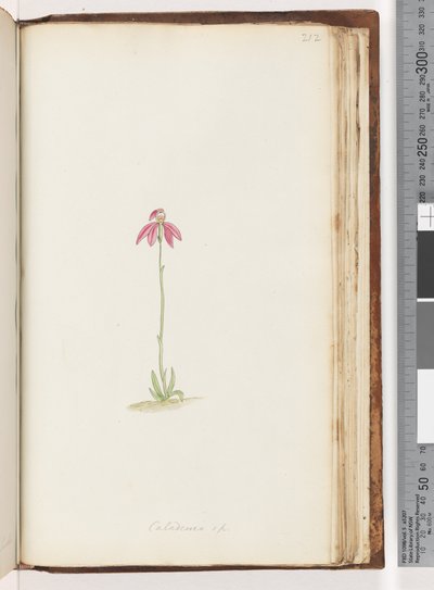 Side 212. Caladenia sp af Unknown artist