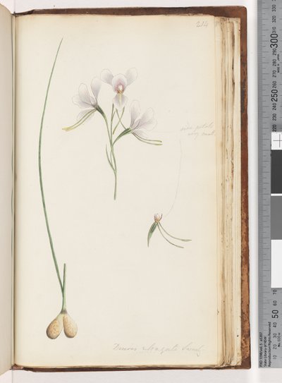Side 214. Diuris elongata Saracty? Lilla æselorkidé af Unknown