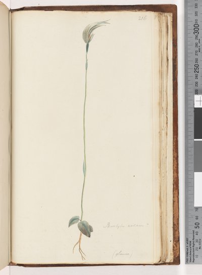 Side 216. Pterostylis nutans? / af Unknown artist