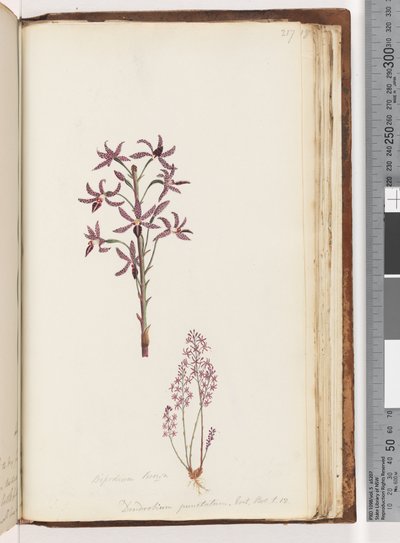 Page 217. Dipodium Brown / Dendrobium punctatum. Exot. Bot. t 12. Hyacinth Orchiddani af Unknown artist