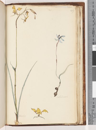 Side 219. Caladenia / Diuris to planter af Unknown artist