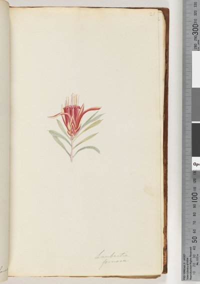 Page 21. Lambertia formosa / Mountain Devildani af Unknown artist