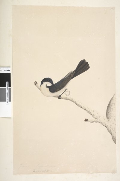 Side 21. Musciopa. ovenstående titel i anden hånd juni. Naturlig størrelse Restless Fluesnapper Myiagra inquieta Seisura inquieta, 1791-92 af Unknown artist