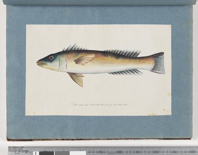 Side 21. Uidentificeret fisk af Unknown artist