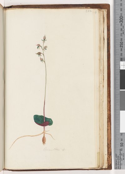 Page 222. Acianthus spdani af Unknown artist