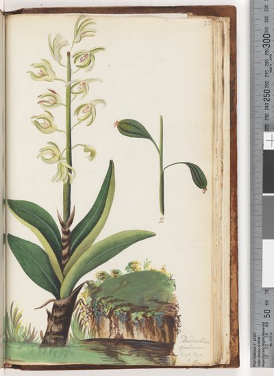 Page 225. Dendrobium speciosum Exot. Bot. t. 10dani af Unknown artist