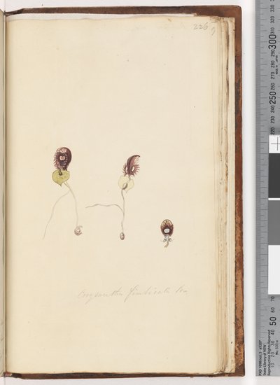 Side 226. Corysanthes fimbriata Br / Fringed Helmet Orchid af Unknown artist