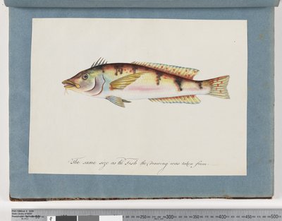 Side 22. Uidentificeret fisk af Unknown artist