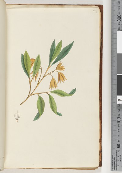 Page 22. Unidentified plantdani af Unknown artist
