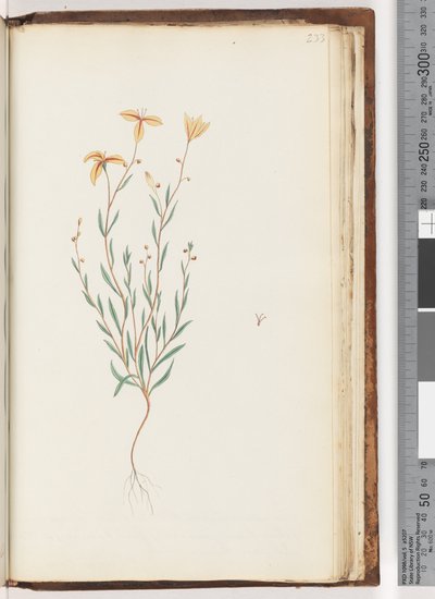 Side 233. Uidentificeret plante af Unknown