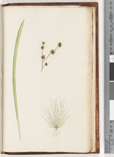 Side 234a. 1/4 Uidentificeret plante af Unknown artist