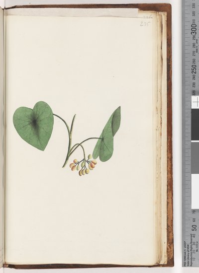 Page 235. Unidentified plantdani af Unknown artist