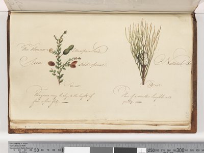 Side 238. Uidentificeret plante af Unknown artist